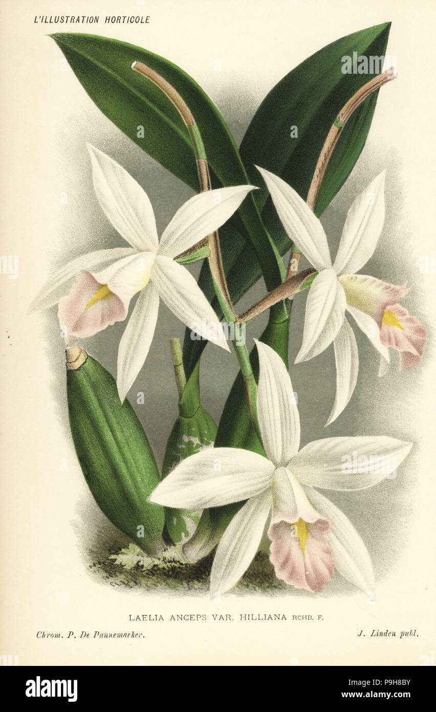 Laelia anceps orchid (var. hilliana). Chromolithograph by Pieter de Pannemaeker from Jean Linden's l'Illustration Horticole, Brussels, 1885. Stock Photo