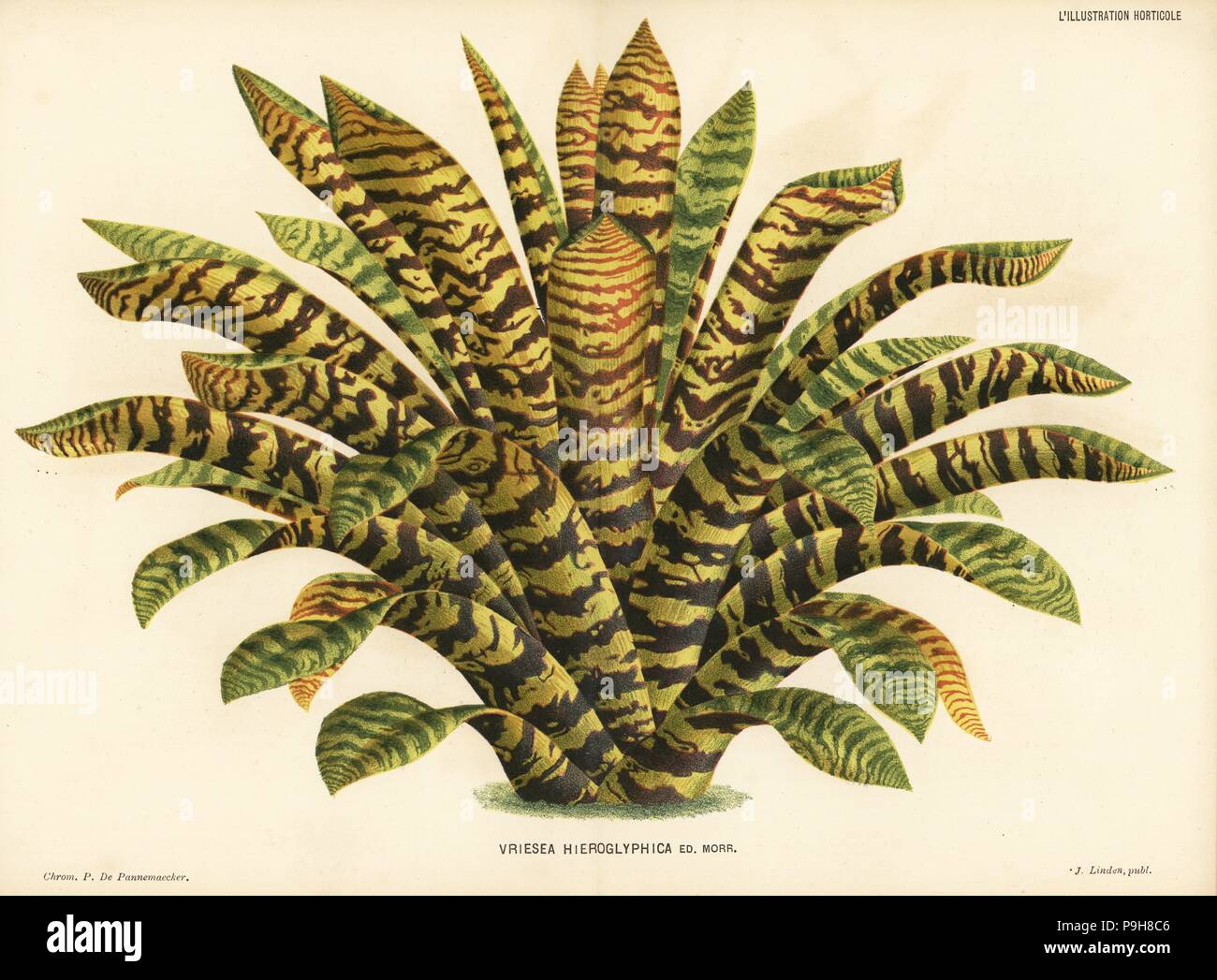King of the bromeliads, Vriesea hieroglyphica. Chromolithograph by Pieter de Pannemaeker from Jean Linden's l'Illustration Horticole, Brussels, 1884. Stock Photo