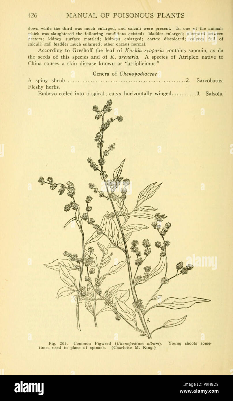A manual of poisonous plants (Page 426, Fig. 203) Stock Photo