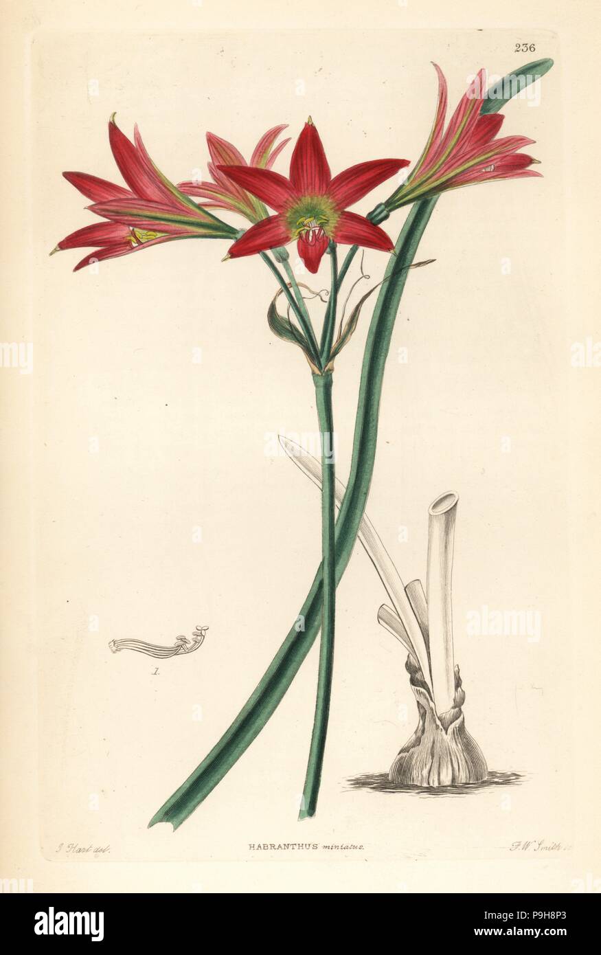 Rhodophiala advena (Red habranth, Habranthus miniatus). Handcoloured copperplate engraving by Frederick W. Smith after J. Hart from John Lindley and Robert Sweet's Ornamental Flower Garden and Shrubbery, G. Willis, London, 1854. Stock Photo