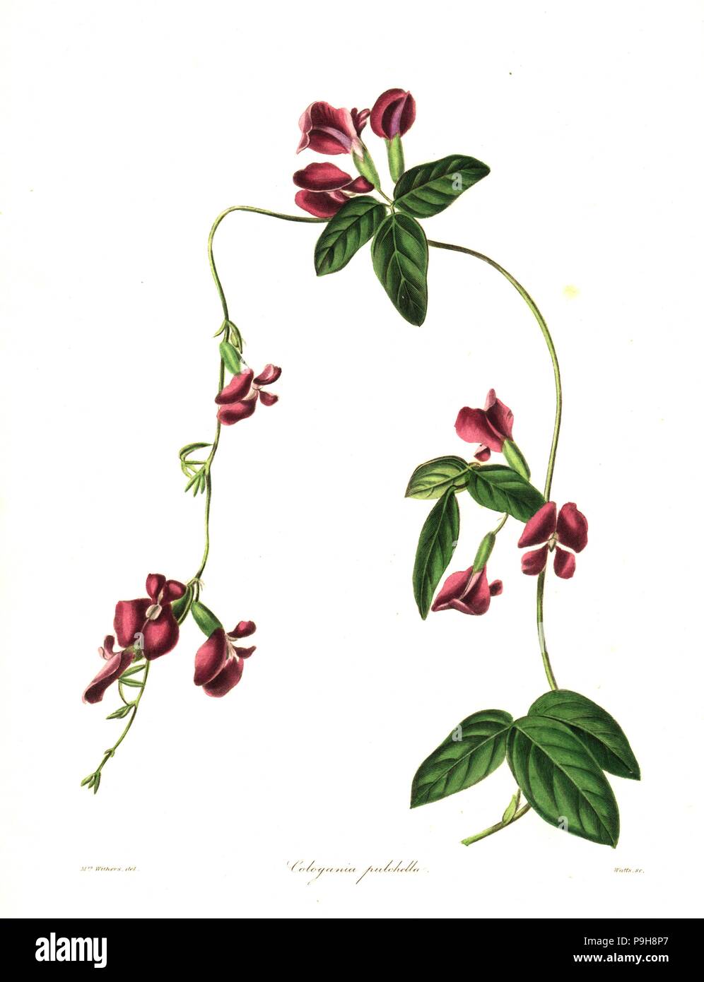 Pretty cologania, Cologania pulchella. Handcoloured copperplate engraving by Watts after a botanical illustration by Mrs Augusta Withers from Benjamin Maund and the Rev. John Stevens Henslow's The Botanist, London, 1836. Stock Photo