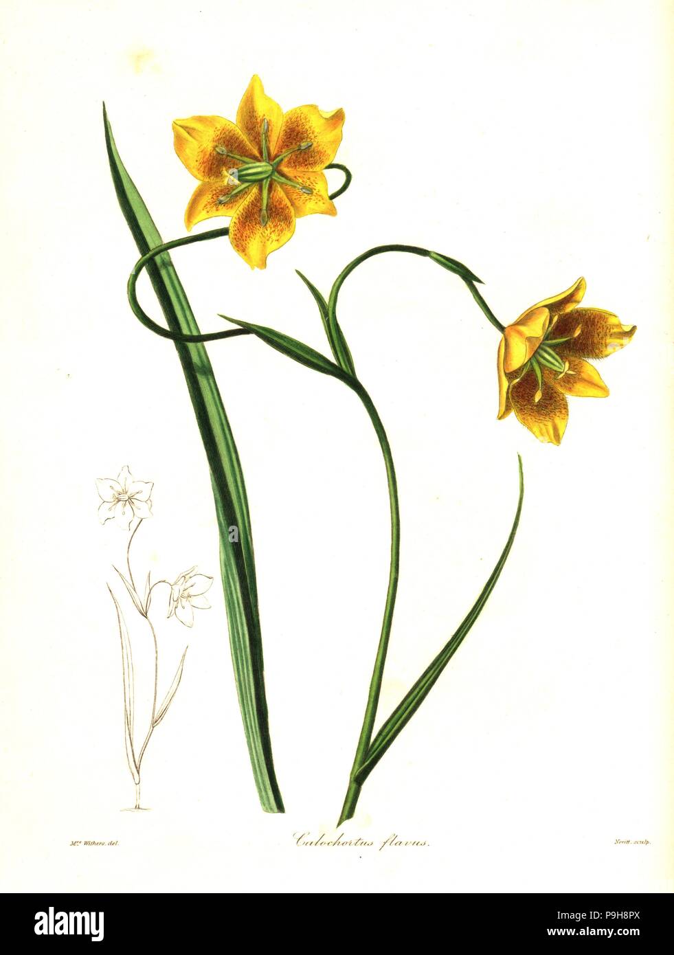 Calochortus barbatus lily (Yellow calochortus, Calochortus flavus). Handcoloured copperplate engraving by S. Nevitt after a botanical illustration by Mrs Augusta Withers from Benjamin Maund and the Rev. John Stevens Henslow's The Botanist, London, 1836. Stock Photo