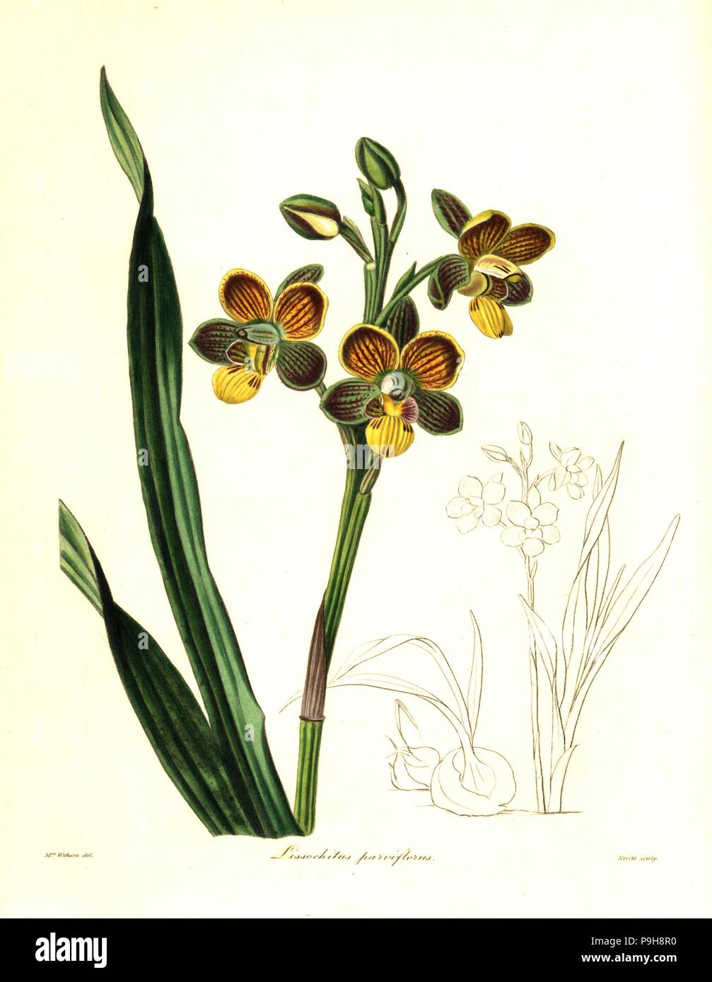 Eulophia parviflora orchid (Small-flowered lissochilus, Lissochilus parviflorus). Handcoloured copperplate engraving by S. Nevitt after a botanical illustration by Mrs Augusta Withers from Benjamin Maund and the Rev. John Stevens Henslow's The Botanist, London, 1836. Stock Photo