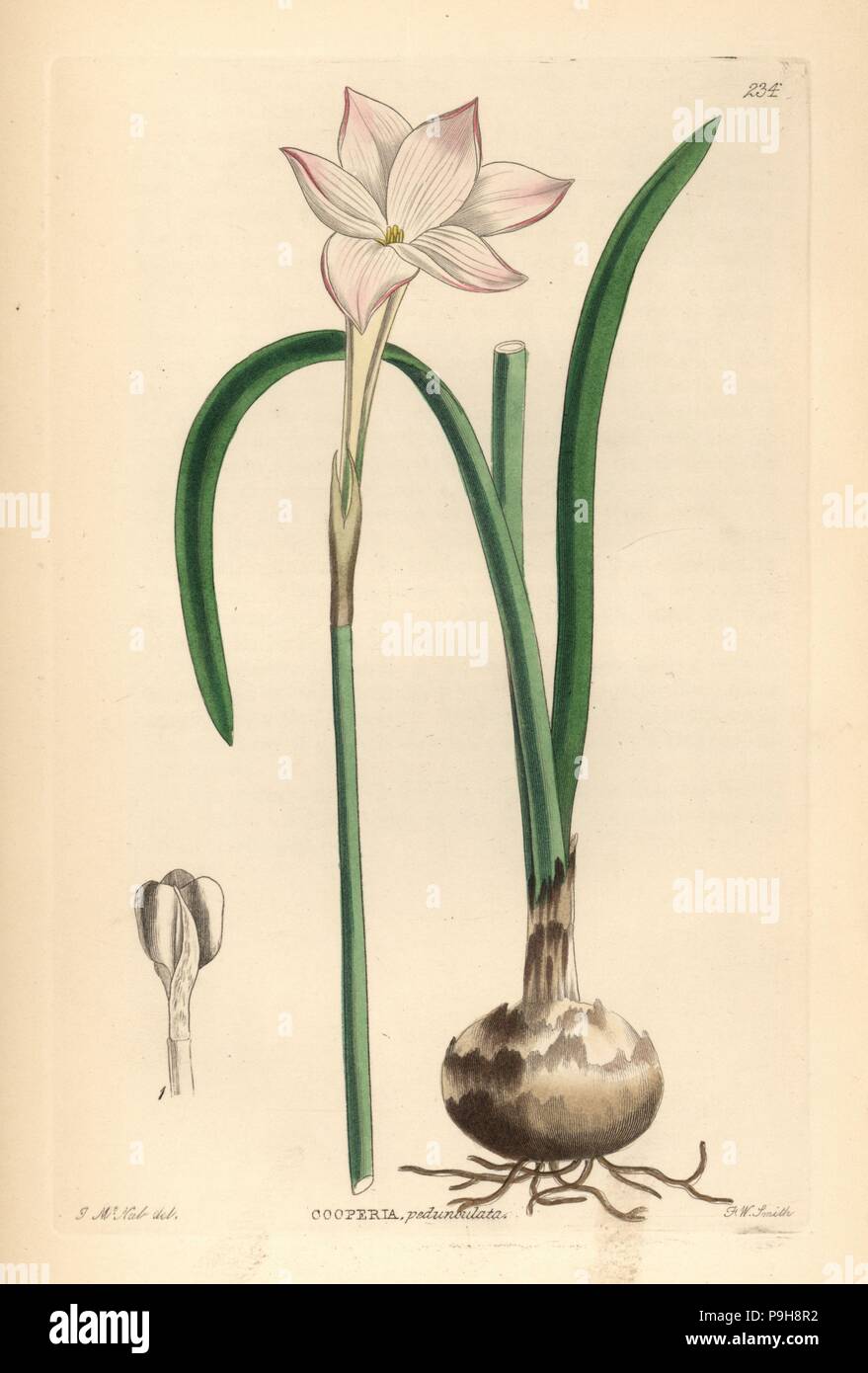 Zephyr lily, Zephyranthes drummondii (Pedunculated cooperia, Cooperia pedunculata). Handcoloured copperplate engraving by Frederick W. Smith after J. McNab from John Lindley and Robert Sweet's Ornamental Flower Garden and Shrubbery, G. Willis, London, 1854. Stock Photo