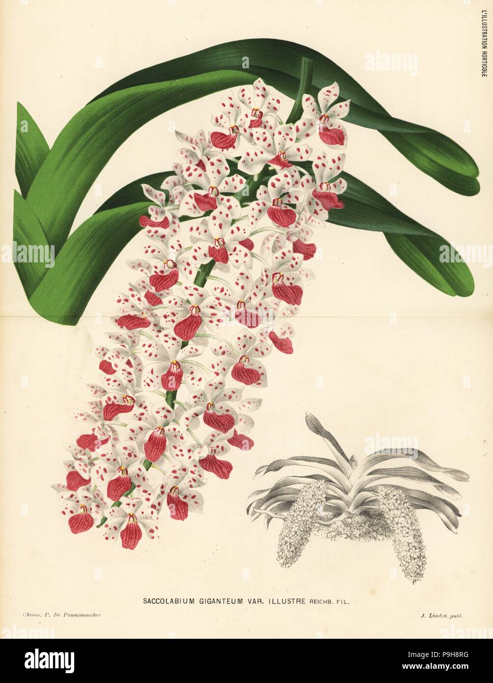 Rhynchostylis gigantea orchid (Saccolabium giganteum var. illustre). Chromolithograph by Pieter de Pannemaeker from Jean Linden's l'Illustration Horticole, Brussels, 1884. Stock Photo