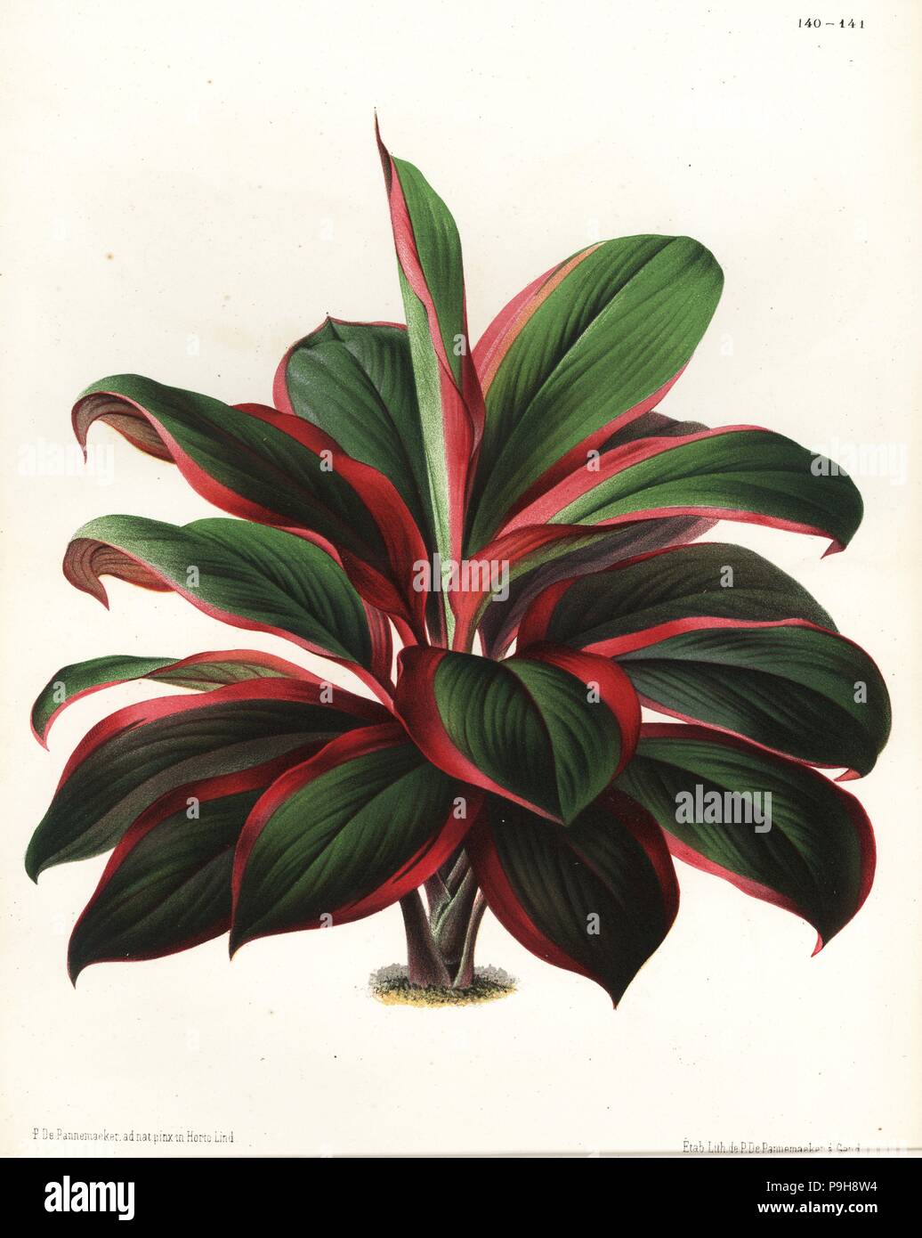 Cabbage palm tree, Cordyline fruticosa (Dracaena reali). Drawn and chromolithographed by P. de Pannemaeker from Jean Linden's l'Illustration Horticole, Brussels, 1873. Stock Photo