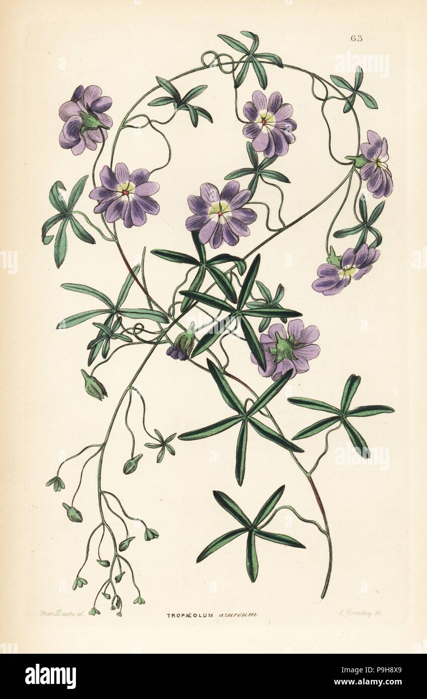 Blue nasturtium or Indian cress, Tropaeolum azureum. Handcoloured copperplate engraving by G. Barclay after Miss Sarah Drake from John Lindley and Robert Sweet's Ornamental Flower Garden and Shrubbery, G. Willis, London, 1854. Stock Photo