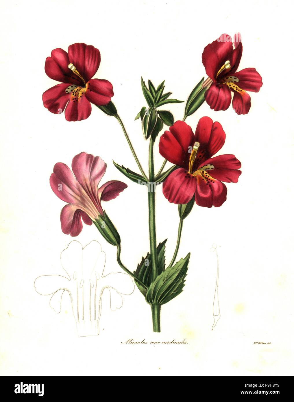 Scarlet monkeyflower or cardinal monkey flower, Mimulus cardinalis. Handcoloured copperplate engraving after a botanical illustration by Mrs Augusta Withers from Benjamin Maund and the Rev. John Stevens Henslow's The Botanist, London, 1836. Stock Photo