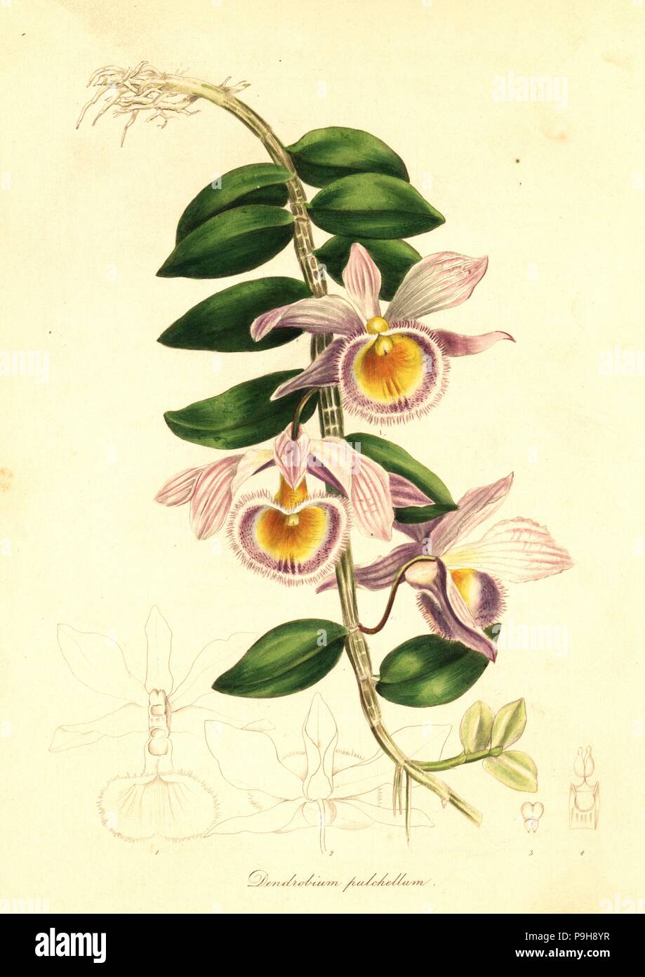 Showy dendrobium orchid, Dendrobium pulchellum. Handcoloured copperplate engraving after a botanical illustration from Benjamin Maund and the Rev. John Stevens Henslow's The Botanist, London, 1836. Stock Photo