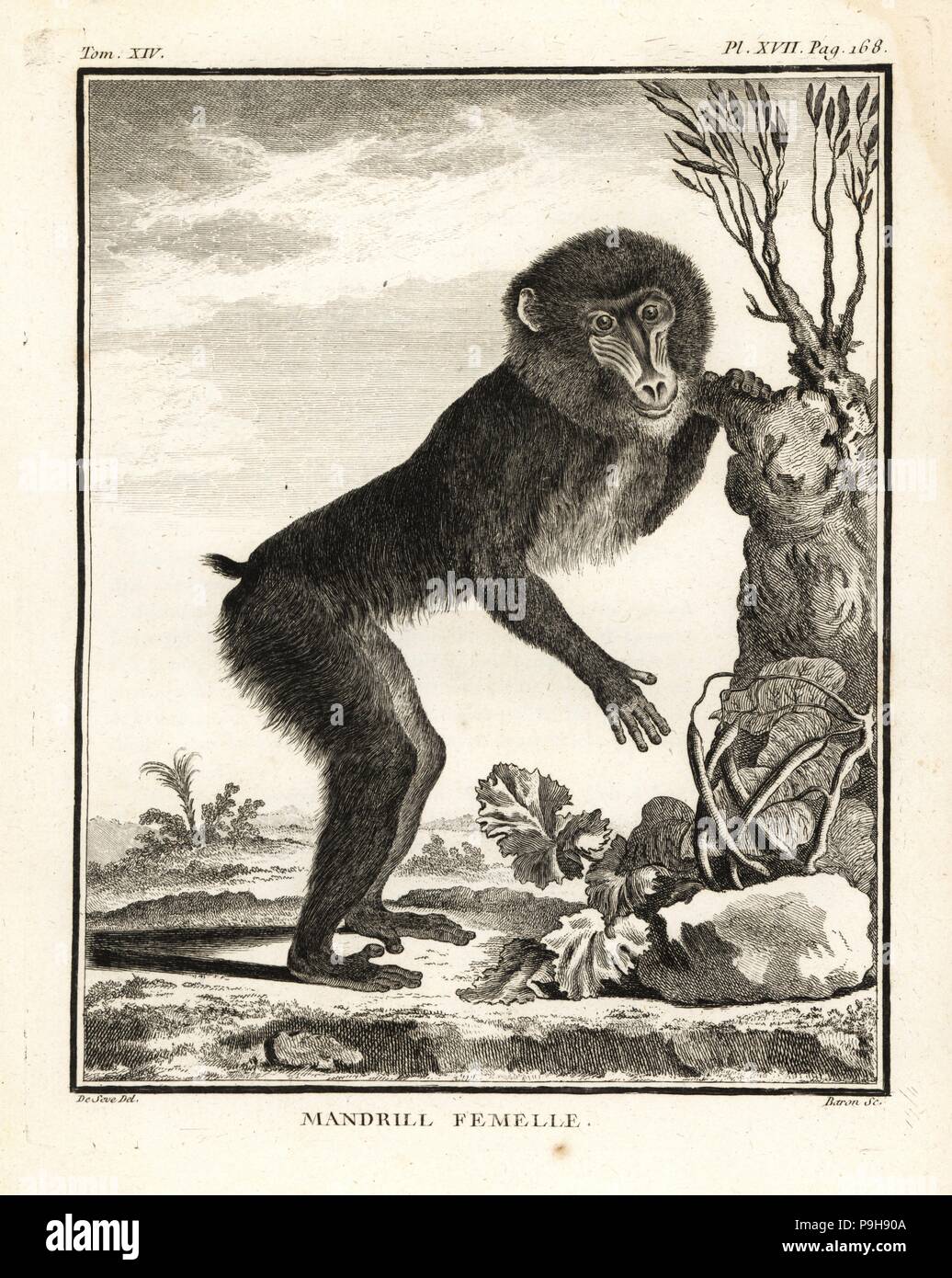 Histoire Naturelle Stock Photos & Histoire Naturelle Stock Images  Alamy