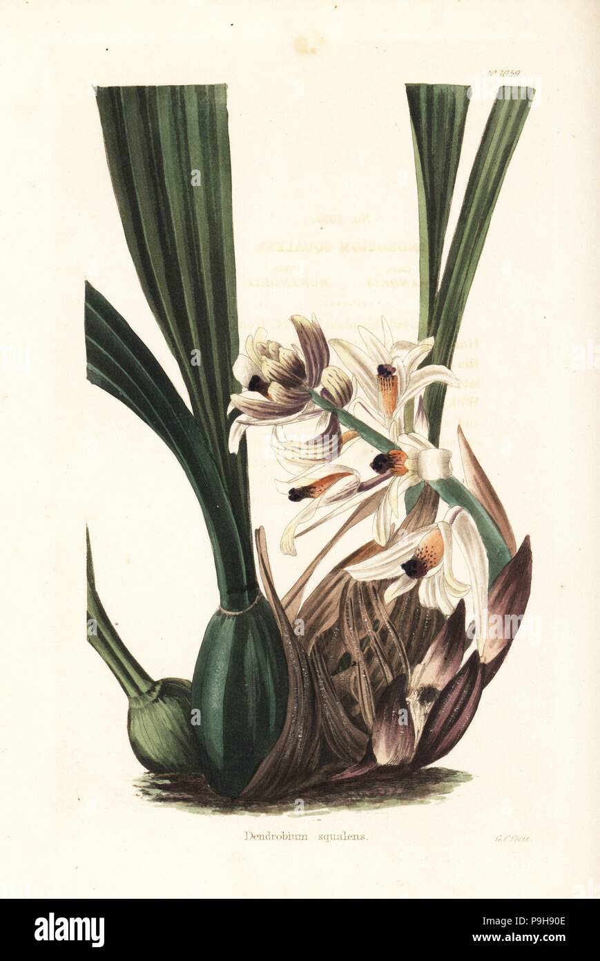 Xylobium squalens orchid (Dendrobium squalens). Handcoloured copperplate engraving by George Cooke from Conrad Loddiges' Botanical Cabinet, Hackney, 1825. Stock Photo