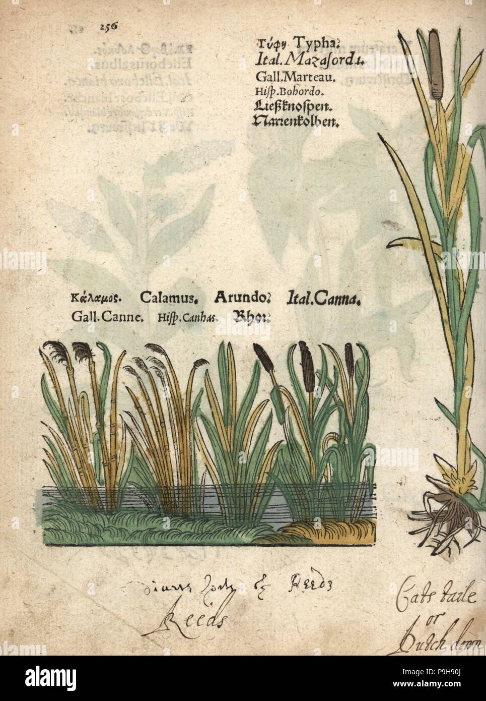 Typha latifolia botanical illustration hi-res stock photography and ...