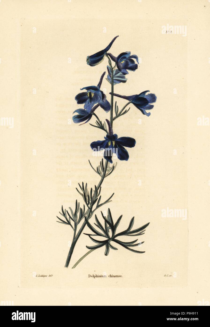 Siberian larkspur, Delphinium grandiflorum (Delphinium chinense). Handcoloured copperplate engraving by George Cooke after George Loddiges from Conrad Loddiges' Botanical Cabinet, Hackney, 1817. Stock Photo