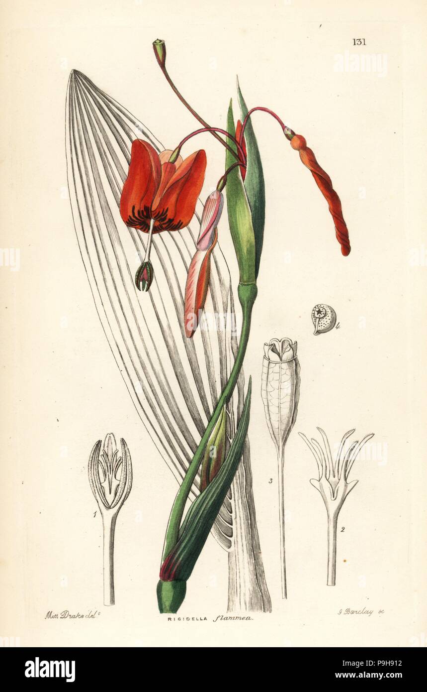 Tiger flower, Tigridia flammea (Flame-coloured stiff stalk, Rigidella flammea). Handcoloured copperplate engraving by G. Barclay after Miss Sarah Drake from John Lindley and Robert Sweet's Ornamental Flower Garden and Shrubbery, G. Willis, London, 1854. Stock Photo