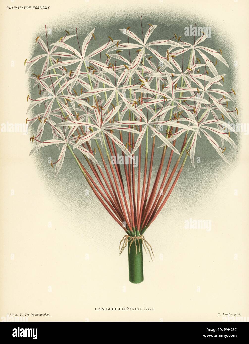 Dr. Hildebrandt's crinum, Crinum hildebrandtii (Crinum hildebrandti). Chromolithograph by Pieter de Pannemaeker from Jean Linden's l'Illustration Horticole, Brussels, 1885. Stock Photo