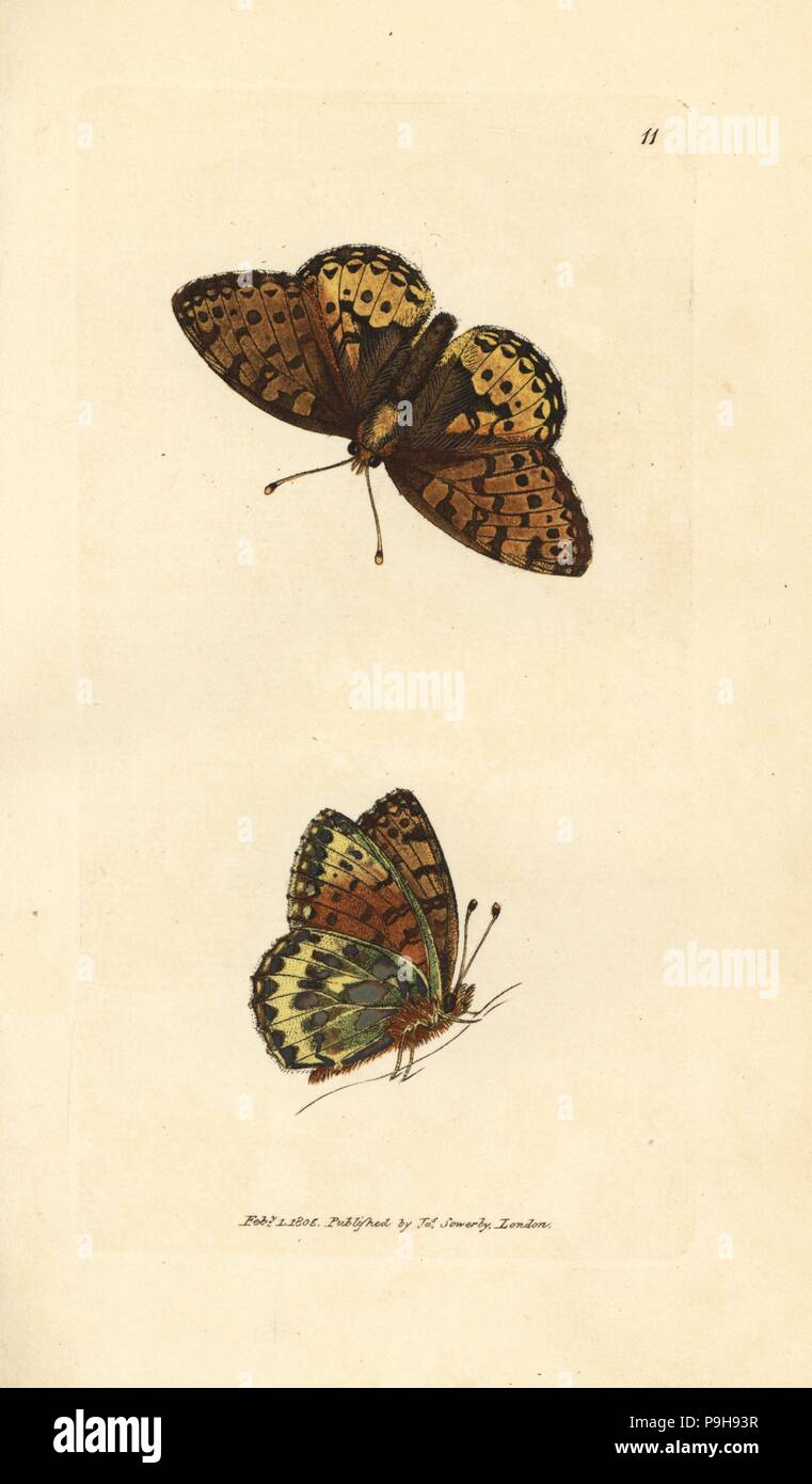 Dark green fritillary, Argynnis aglaia (Charlotte butterfly, Papilio charlotta). Handcoloured copperplate engraving by James Sowerby from The British Miscellany, or Coloured figures of new, rare, or little known animal subjects, London, 1804. Stock Photo