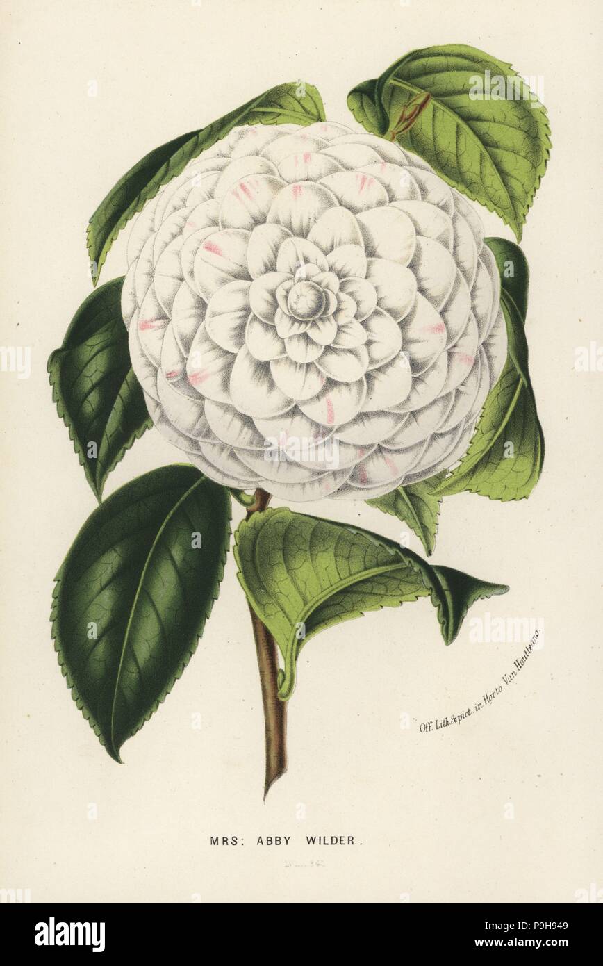 Mrs. Abby Wilder, hybrid camellia, Camellia japonica. Handcoloured lithograph from Louis van Houtte and Charles Lemaire's Flowers of the Gardens and Hothouses of Europe, Flore des Serres et des Jardins de l'Europe, Ghent, Belgium, 1867-1868. Stock Photo