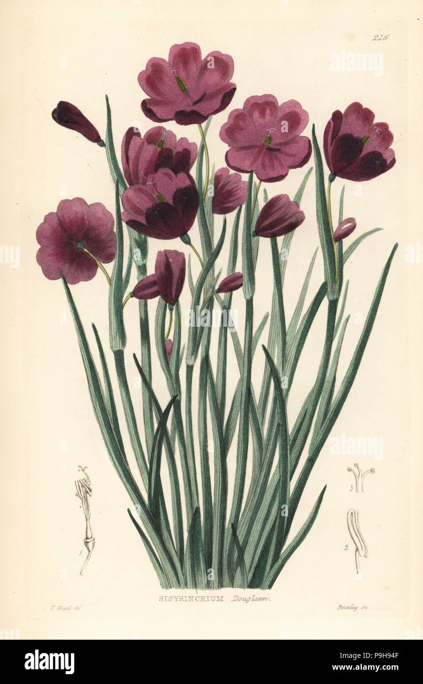 Douglas' grasswidow, Olsynium douglasii (Douglas' sisyrinchium, Sisyrinchium douglasii). Handcoloured copperplate engraving by G. Barclay after J.T. Hart from John Lindley and Robert Sweet's Ornamental Flower Garden and Shrubbery, G. Willis, London, 1854. Stock Photo