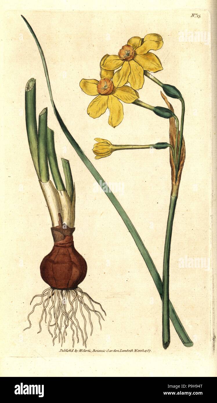 Common jonquil, Narcissus jonquilla. Handcolured copperplate engraving after a botanical illustration by James Sowerby from William Curtis' The Botanical Magazine, Lambeth Marsh, London, 1787. Stock Photo