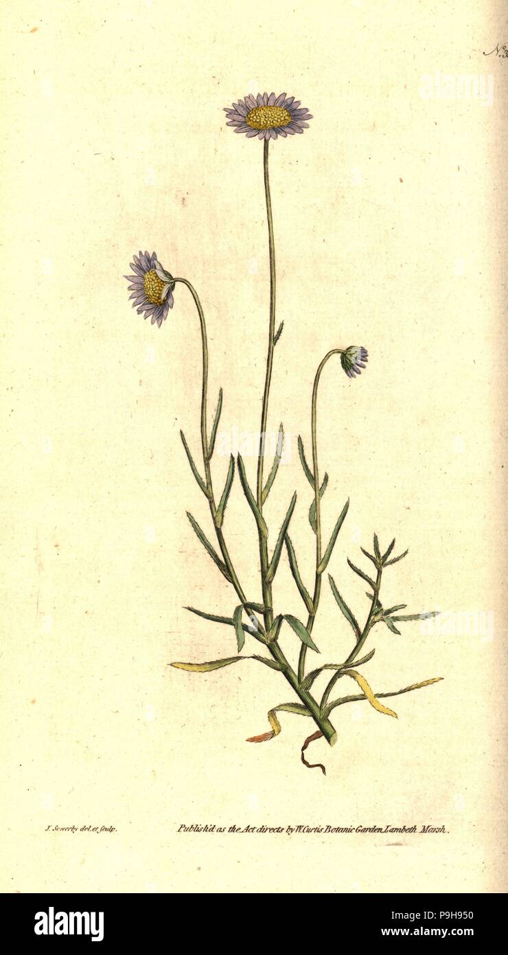 Felicia tenella (Bristly-leav'd aster, Aster tenellus). Handcolured copperplate engraving and botanical illustration by James Sowerby from William Curtis' The Botanical Magazine, Lambeth Marsh, London, 1787. Stock Photo
