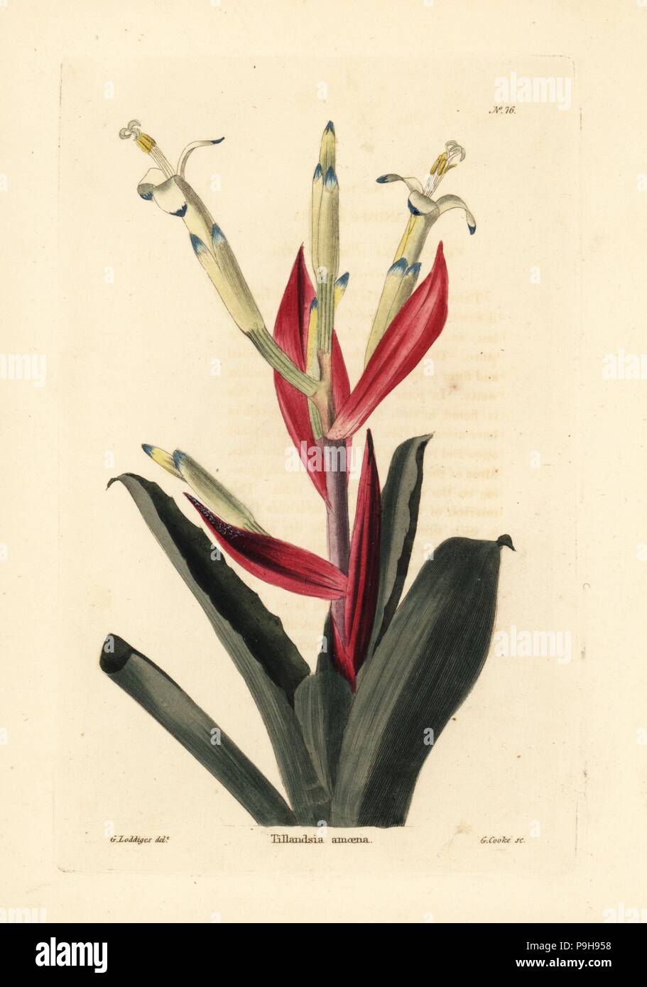 Billbergia amoena (Tillandsia amoena). Handcoloured copperplate engraving by George Cooke after George Loddiges from Conrad Loddiges' Botanical Cabinet, Hackney, 1817. Stock Photo