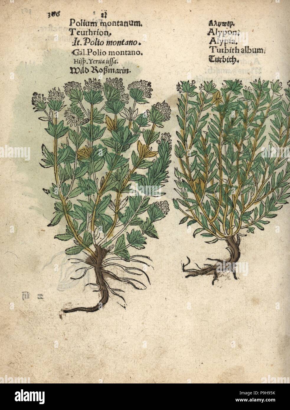 Mountain germander, Teucrium montanum, and turpeth, Operculina turpethum. Handcoloured woodblock engraving of a botanical illustration from Adam Lonicer's Krauterbuch, or Herbal, Frankfurt, 1557. This from a 17th century pirate edition or atlas of illustrations only, with captions in Latin, Greek, French, Italian, German, and in English manuscript. Stock Photo