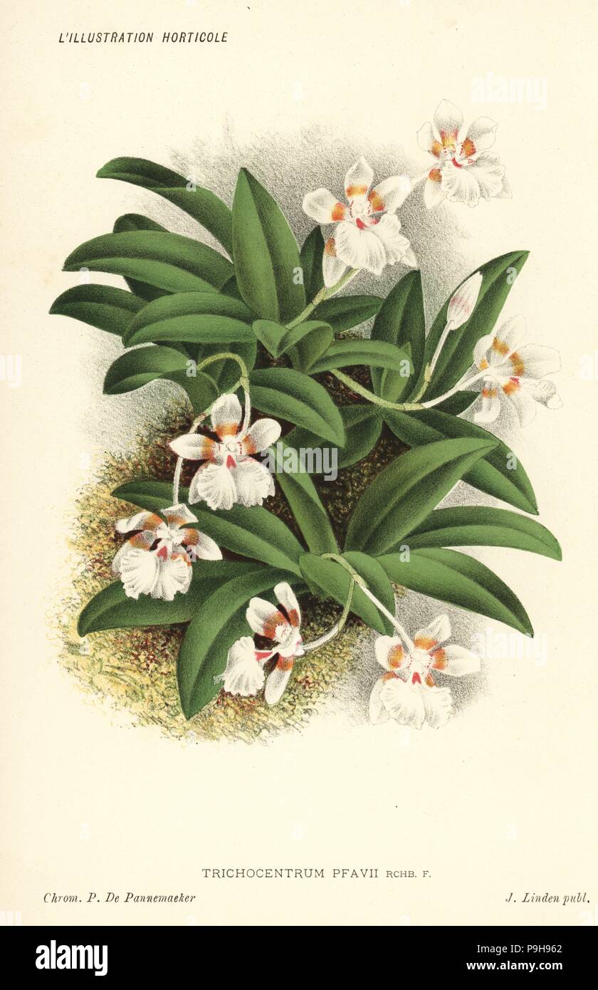 Pfau's trichocentrum orchid, Trichocentrum pfavii. Chromolithograph by Pieter de Pannemaeker from Jean Linden's l'Illustration Horticole, Brussels, 1885. Stock Photo