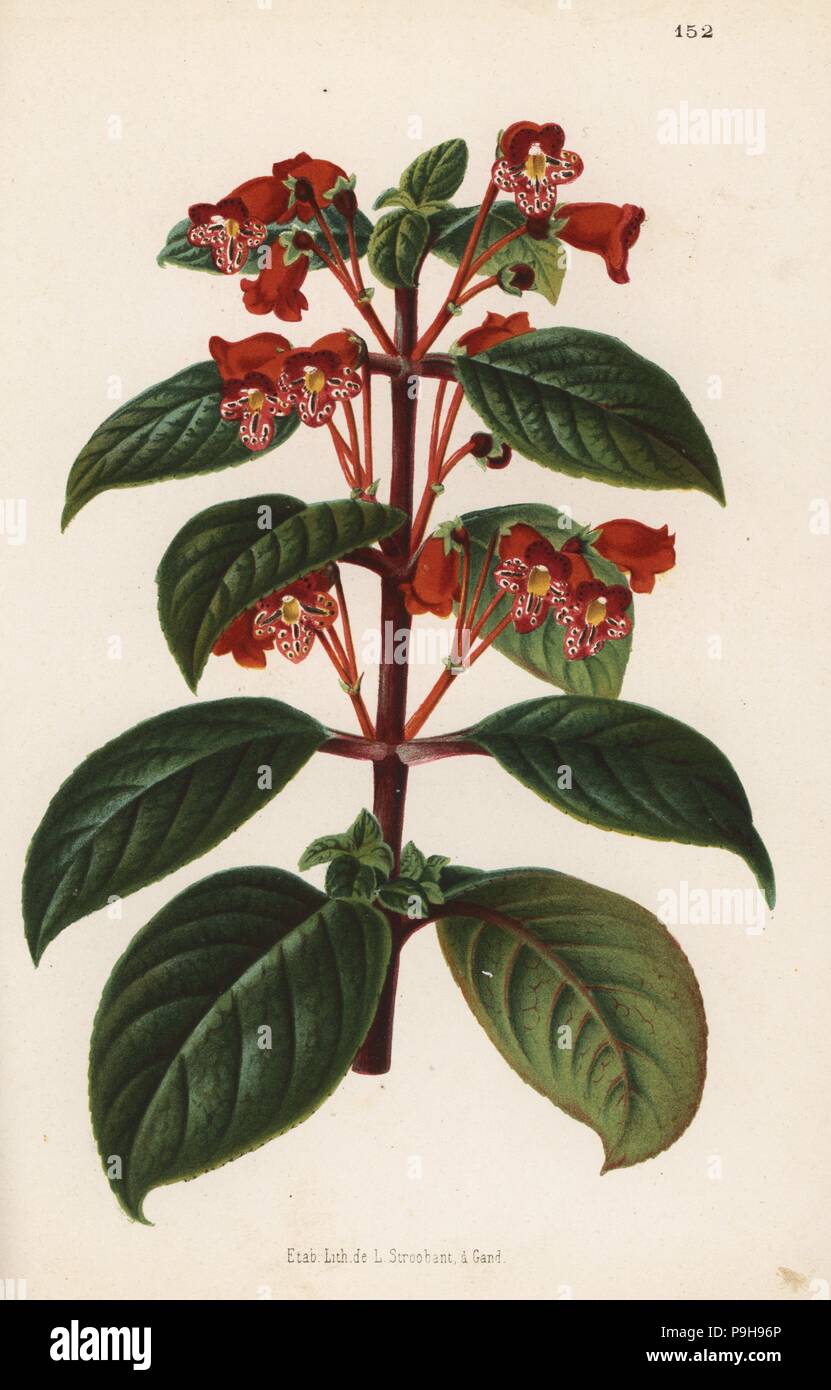 Kohleria inaequalis var. ocellata (Tydaea pardina). Chromolithograph by L. Stroobant from Jean Linden's l'Illustration Horticole, Brussels, 1873. Stock Photo
