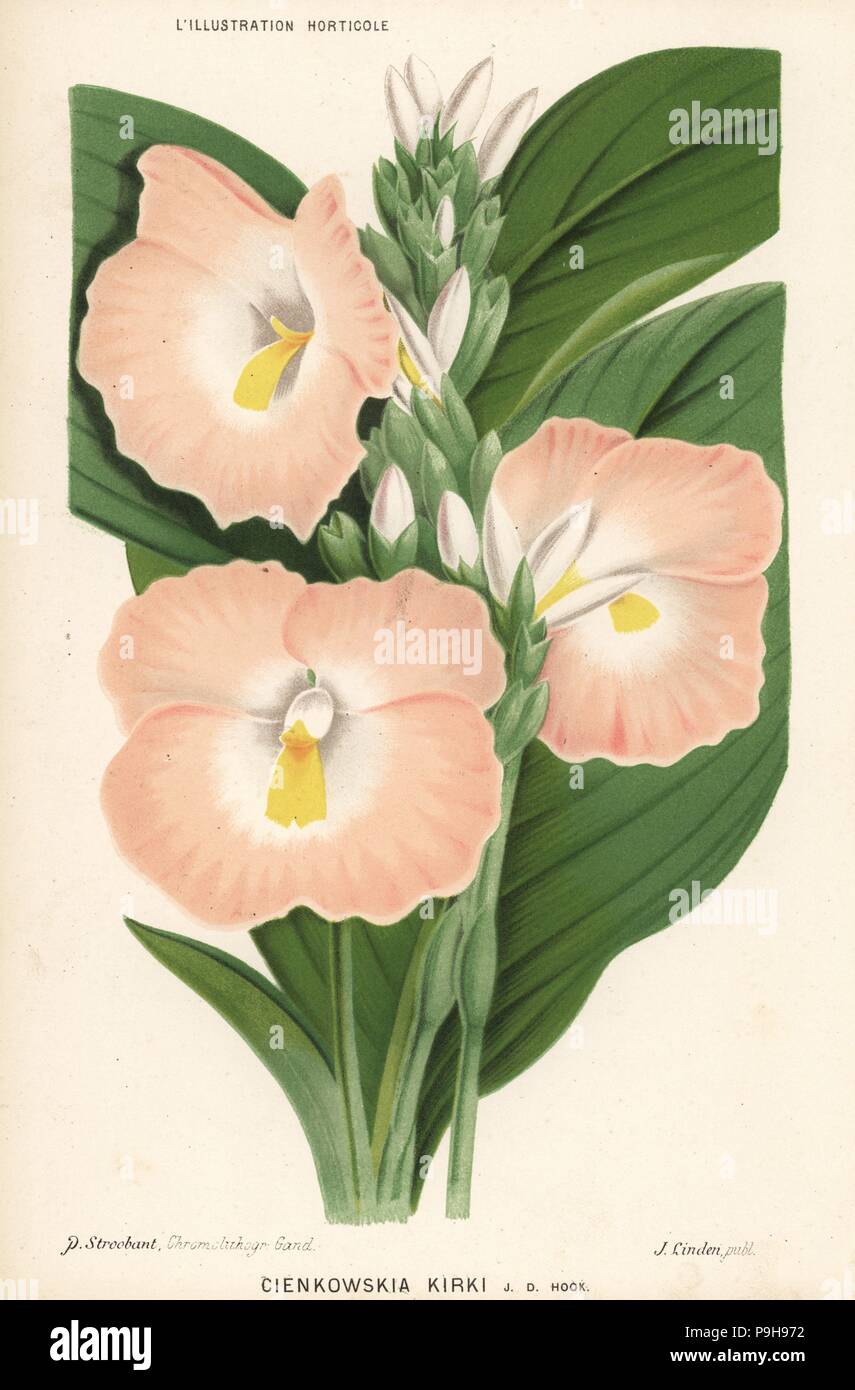 Siphonochilus kirkii (Cienkowskia kirki). Chromolithograph by P. Stroobant from Jean Linden's l'Illustration Horticole, Brussels, 1883. Stock Photo