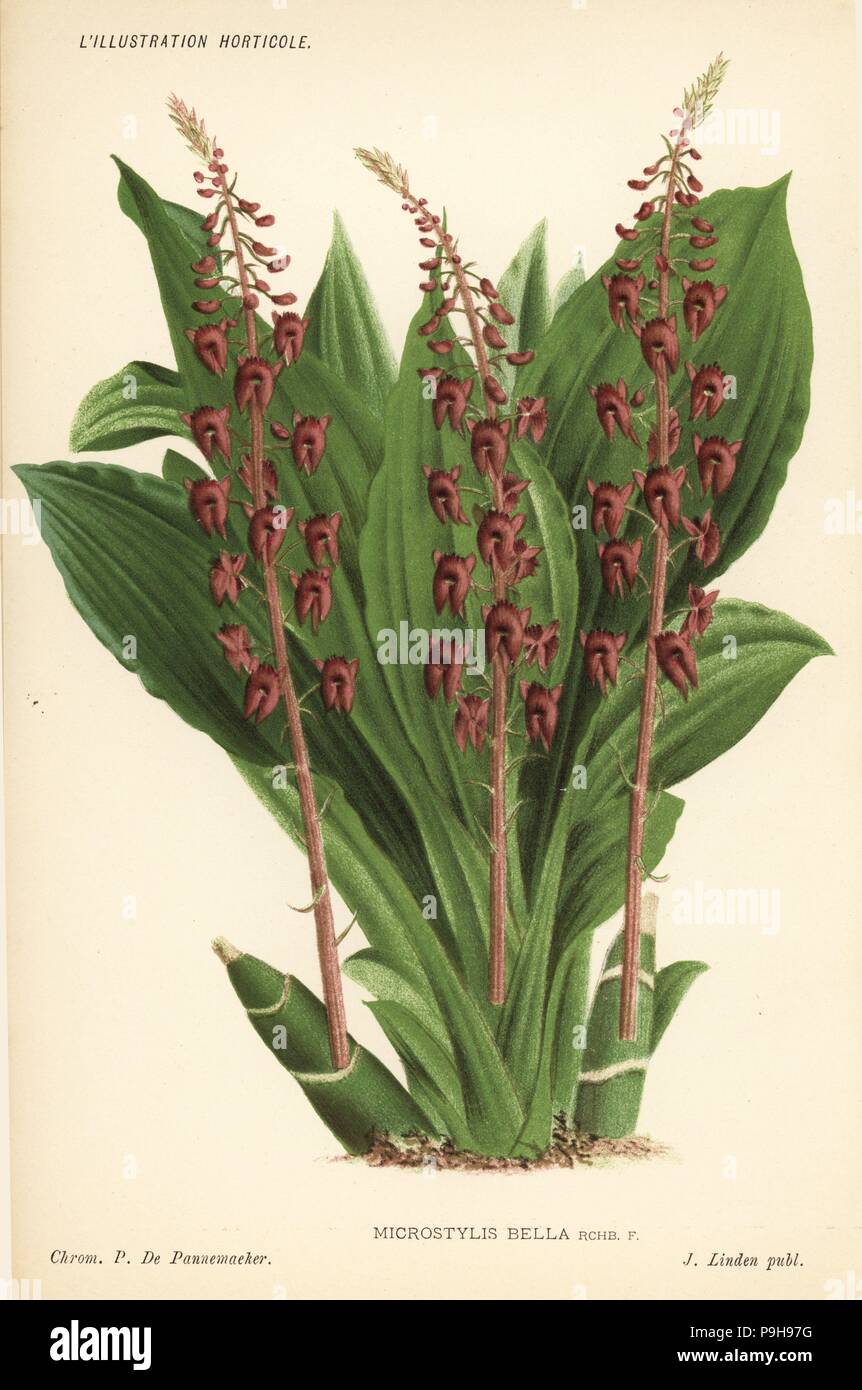 Crepidium resupinatum orchid (Microstylis bella). Chromolithograph by Pieter de Pannemaeker from Jean Linden's l'Illustration Horticole, Brussels, 1885. Stock Photo