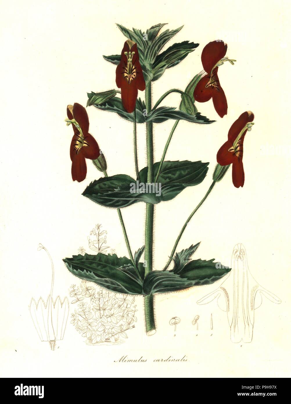 Mimulus roseus x Mimulus cardinalis. Hodson's hybrid mimulus, Mimulus roseo-cardinalis. Handcoloured copperplate engraving after a botanical illustration from Benjamin Maund and the Rev. John Stevens Henslow's The Botanist, London, 1836. Stock Photo