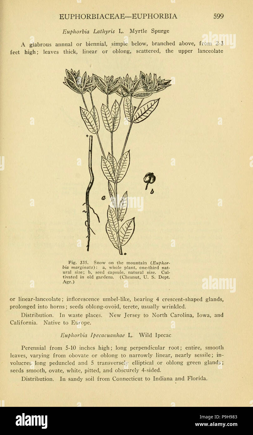 A manual of poisonous plants (Page 599, Fig. 335) Stock Photo