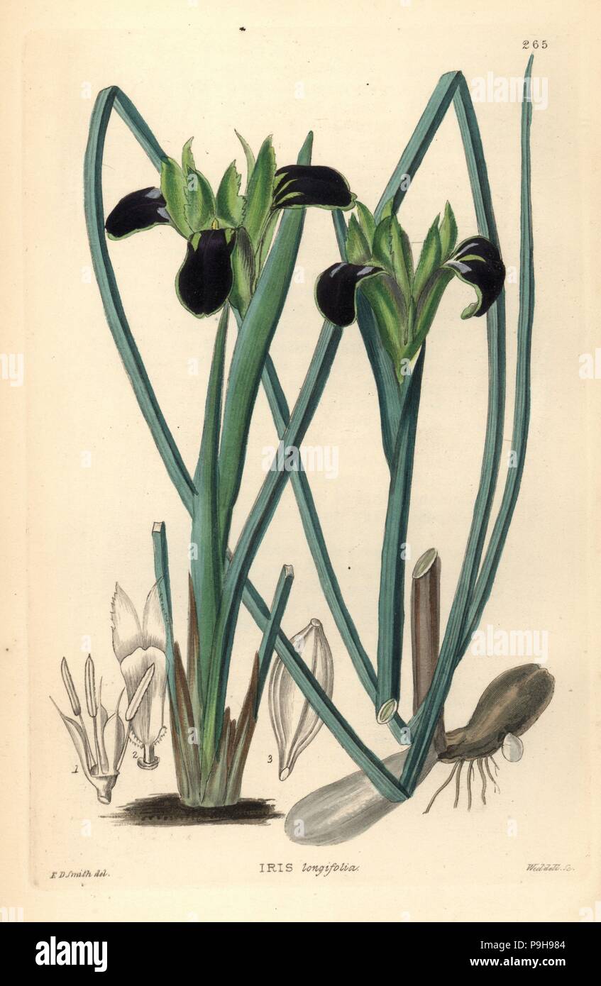 Long leaved flower de luce hires stock photography and images Alamy