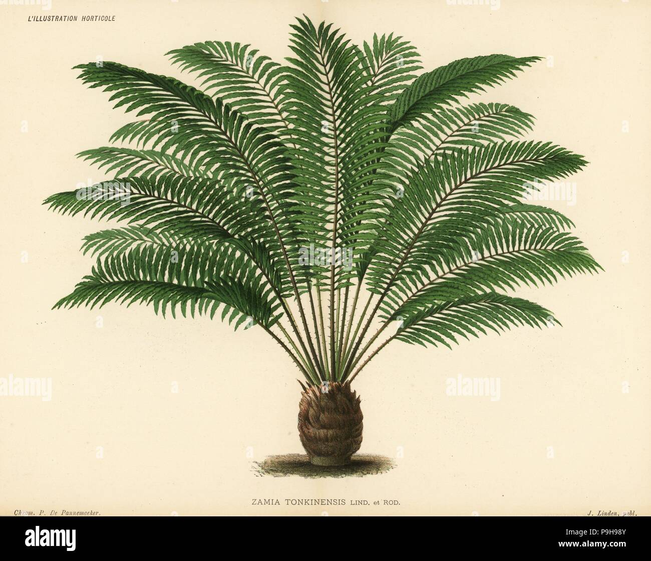 Zamia tonkinensis. Chromolithograph by Pieter de Pannemaeker from Jean Linden's l'Illustration Horticole, Brussels, 1885. Stock Photo