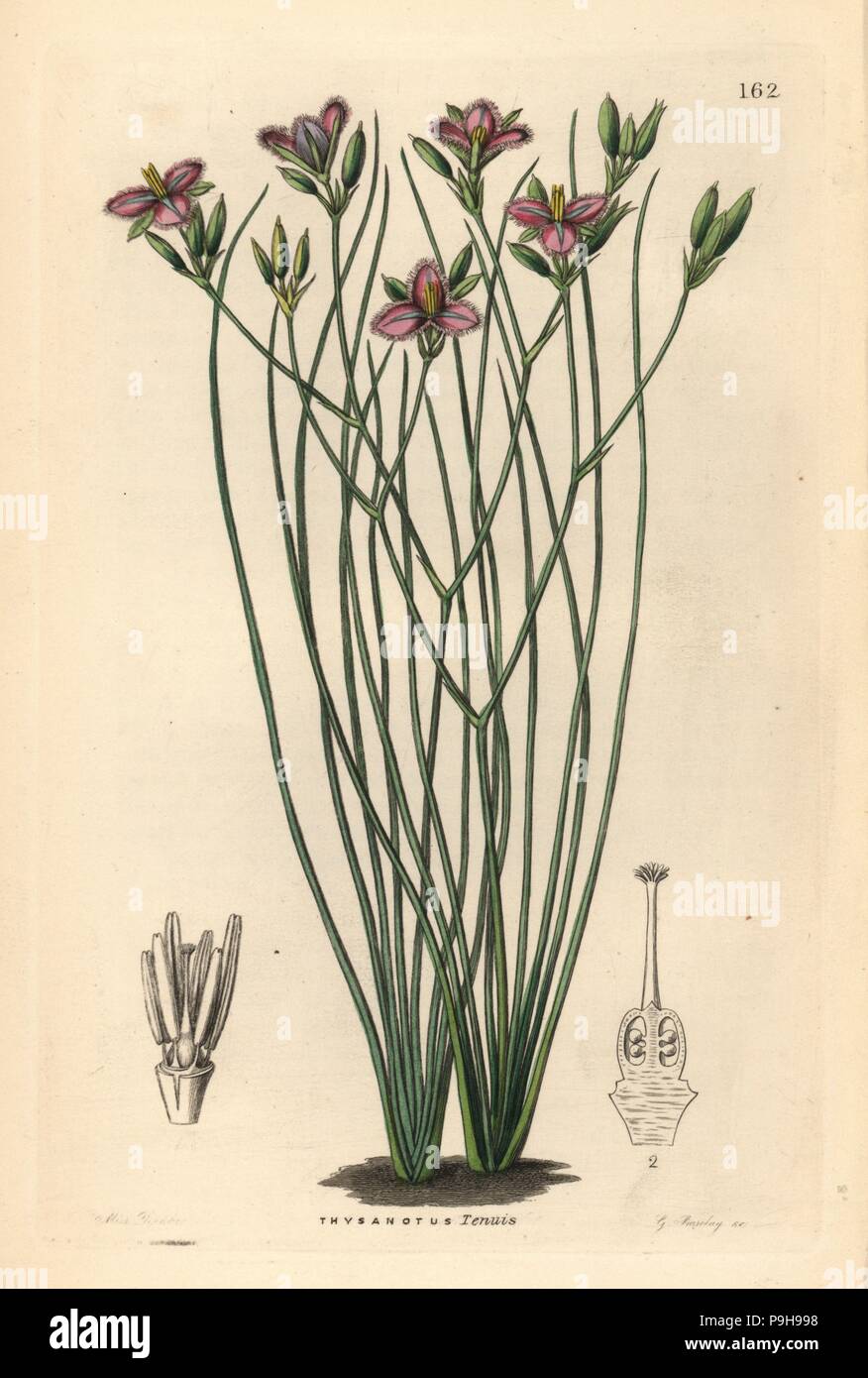 Slender fringe-lily, Thysanotus tenuis. Handcoloured copperplate engraving by G. Barclay after Miss Sarah Drake from John Lindley and Robert Sweet's Ornamental Flower Garden and Shrubbery, G. Willis, London, 1854. Stock Photo