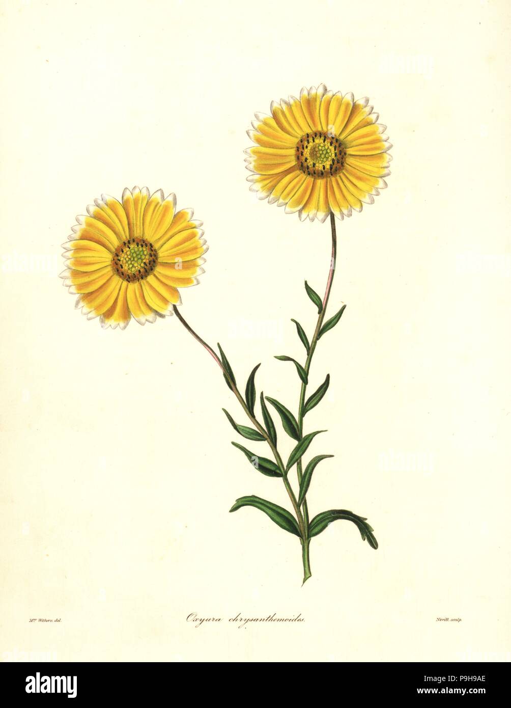 Smooth layia, Layia chrysanthemoides (Chrysanthemum-like oxyura, Oxyura chrysanthemoides). Handcoloured copperplate engraving by S. Nevitt after a botanical illustration by Mrs Augusta Withers from Benjamin Maund and the Rev. John Stevens Henslow's The Botanist, London, 1836. Stock Photo