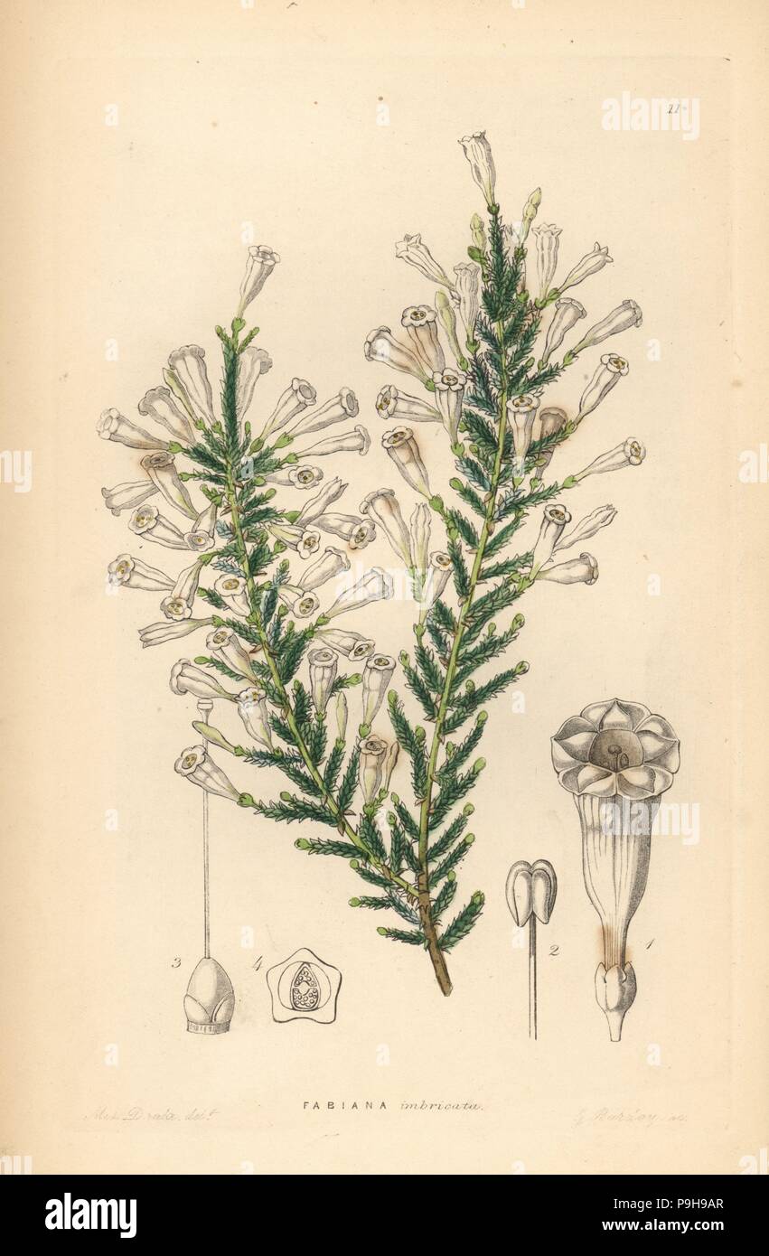 Imbricated fabiana, Fabiana imbricata. Handcoloured copperplate engraving by G. Barclay after Miss Sarah Drake from John Lindley and Robert Sweet's Ornamental Flower Garden and Shrubbery, G. Willis, London, 1854. Stock Photo