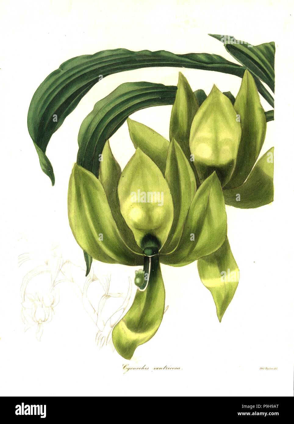Cycnoches ventricosum orchid (Ventricose cycnoches, Cycnoches ventricosus). Handcoloured copperplate engraving after a botanical illustration by Miss Jane Taylor from Benjamin Maund and the Rev. John Stevens Henslow's The Botanist, London, 1836. Stock Photo