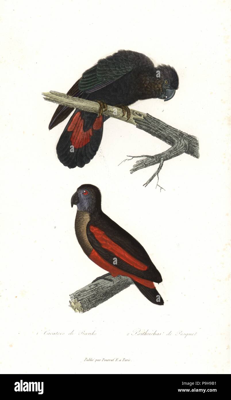Red-tailed black cockatoo, Calyptorhynchus banksii, and Pesquet's parrot, Psittrichas fulgidus. Handcoloured copperplate engraving from Rene Primevere Lesson's Complements de Buffon, Pourrat Freres, Paris, 1838. Stock Photo