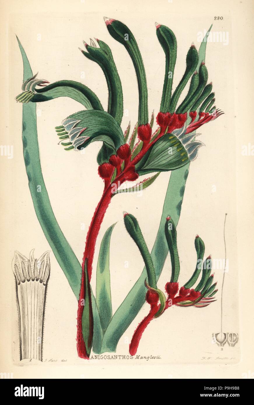 Red-and-green kangaroo paw, Mr. Mangles kangaroo paw, Anigozanthos manglesii (Anigosanthos manglesii). Handcoloured copperplate engraving by Frederick W. Smith after J. Hart from John Lindley and Robert Sweet's Ornamental Flower Garden and Shrubbery, G. Willis, London, 1854. Stock Photo