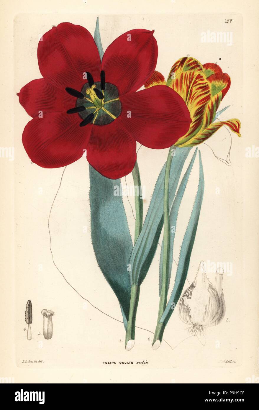 Tulipa agenensis (Sun's-eye tulip, Tulipa oculus-solis). Handcoloured copperplate engraving by Weddell after Edwin Dalton Smith from John Lindley and Robert Sweet's Ornamental Flower Garden and Shrubbery, G. Willis, London, 1854. Stock Photo