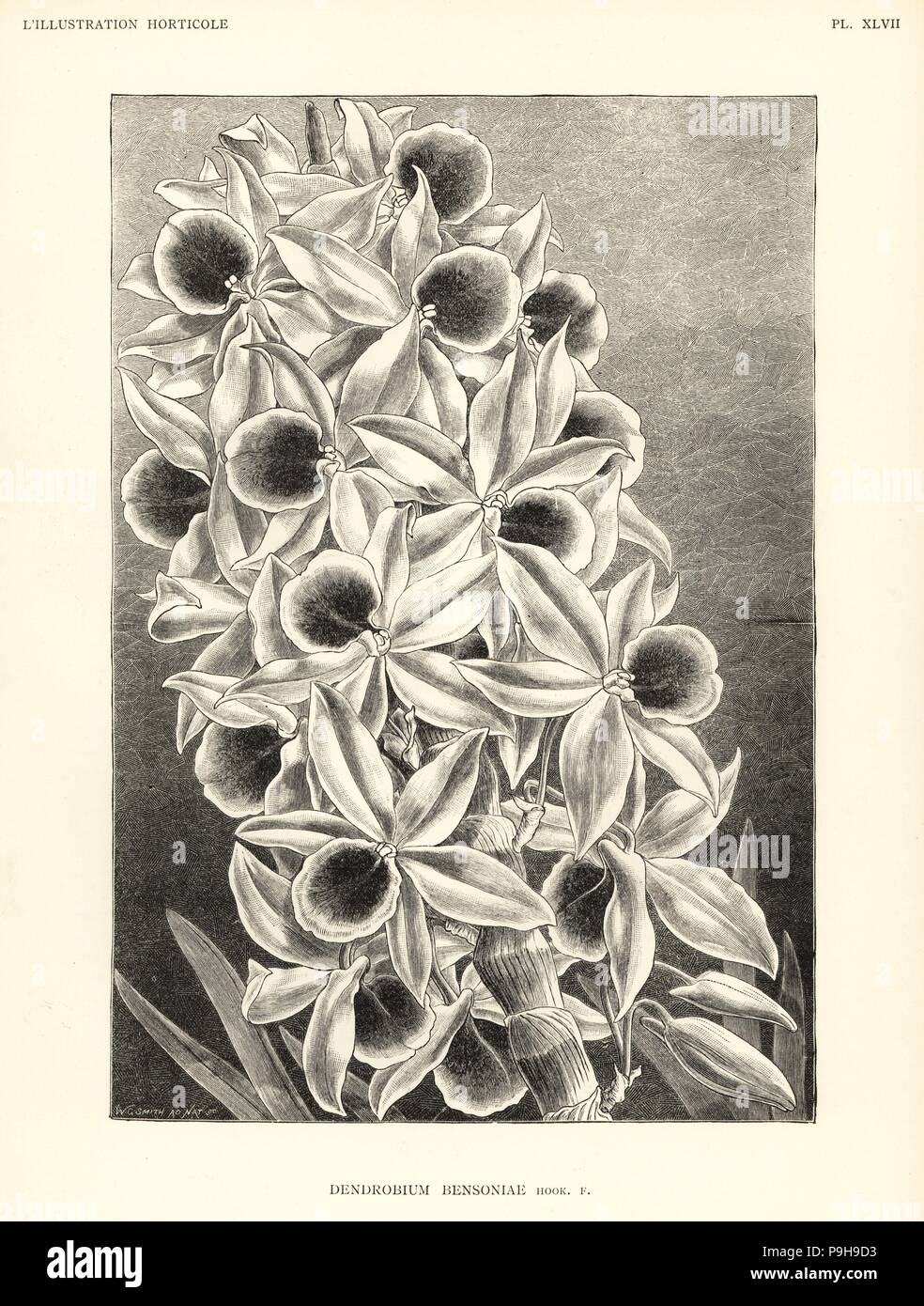 Dendrobium bensoniae orchid. Woodcut after an illustration from nature by Worthington G. Smith from Jean Linden's l'Illustration Horticole, Brussels, 1888. Stock Photo