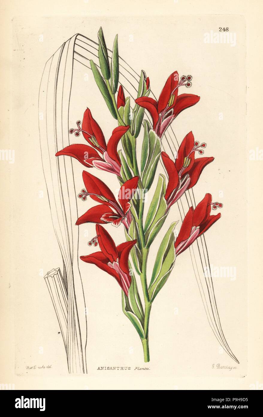 Painted lady gladiolus, Gladiolus splendens (Plant's anisanth, Anisanthus plantii). Handcoloured copperplate engraving by G. Barclay after Miss Sarah Drake from John Lindley and Robert Sweet's Ornamental Flower Garden and Shrubbery, G. Willis, London, 1854. Stock Photo