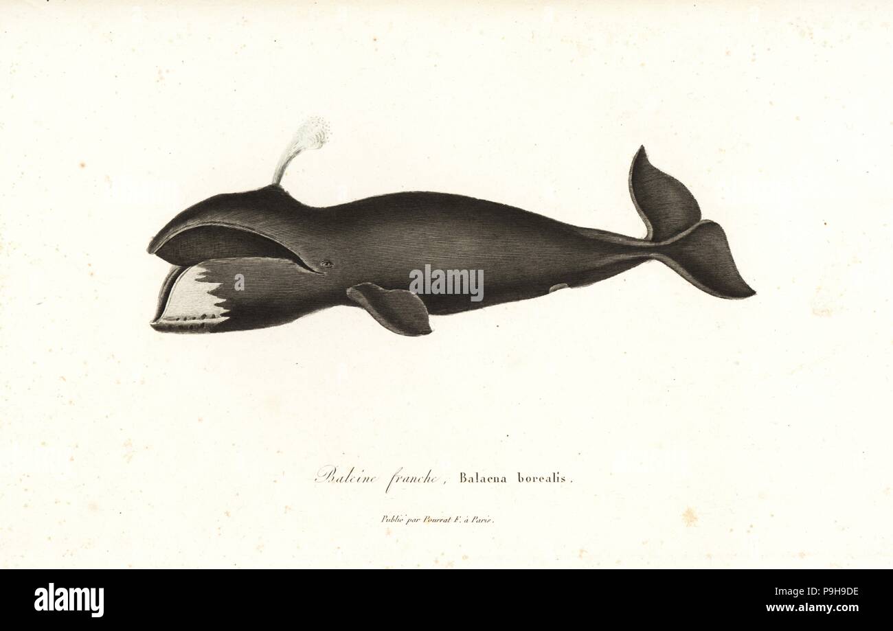 North Atlantic right whale, Eubalaena glacialis. Critically endangered. Handcoloured copperplate engraving from Rene Primevere Lesson's Complements de Buffon, Pourrat Freres, Paris, 1838. Stock Photo