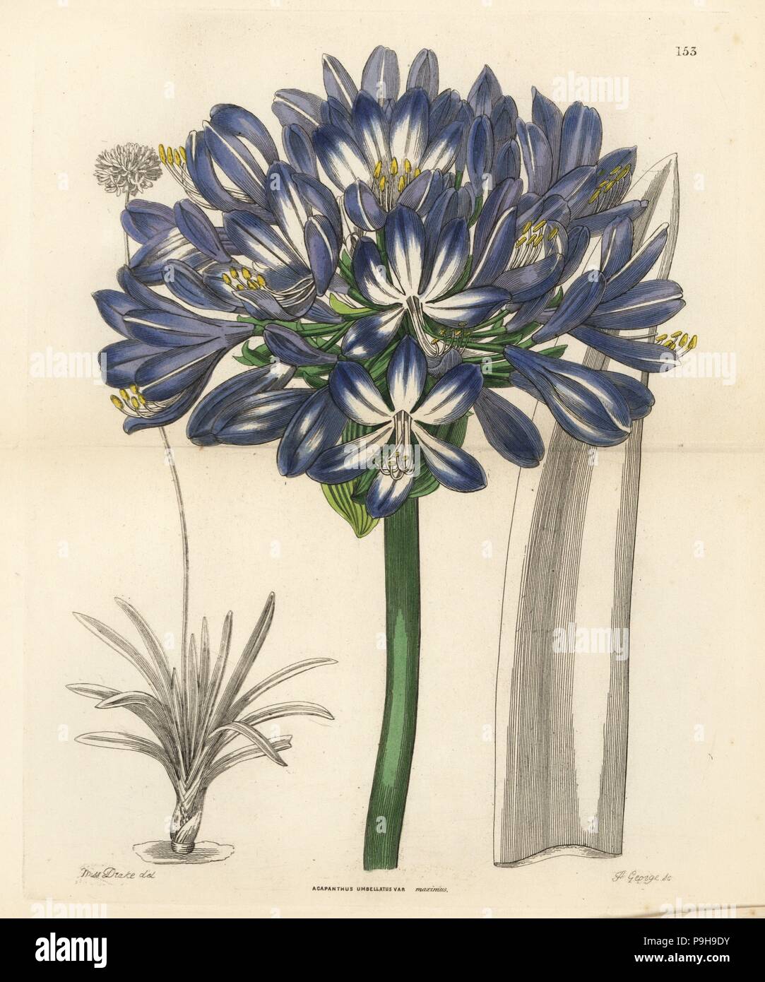 African blue lily, Agapanthus praecox subsp. orientalis (Large-flowered African blue lily, Agapanthus umbellatus var. maximus). Handcoloured copperplate engraving by J. George after Miss Sarah Drake from John Lindley and Robert Sweet's Ornamental Flower Garden and Shrubbery, G. Willis, London, 1854. Stock Photo