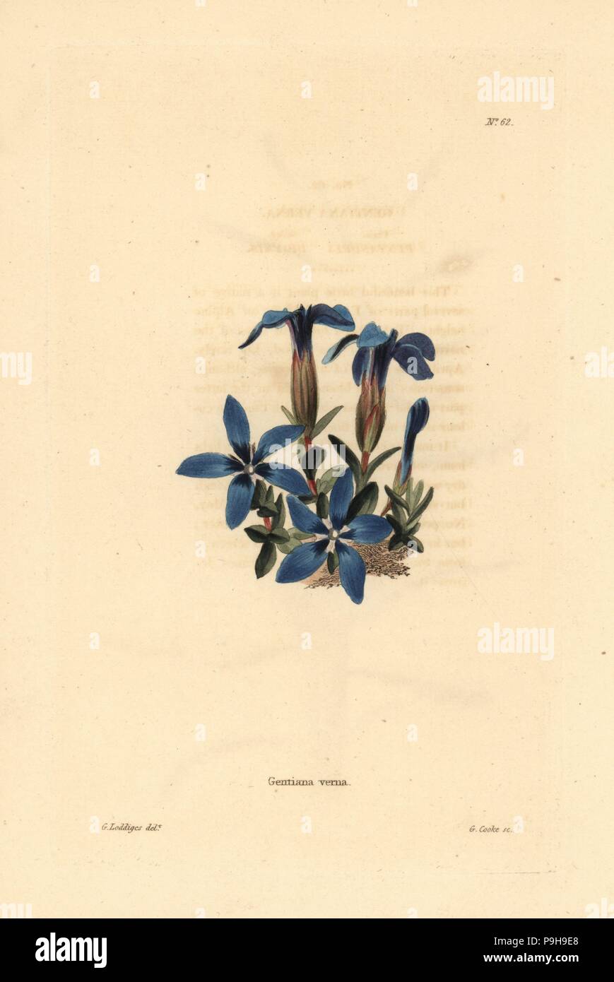 Spring gentian, Gentiana verna. Handcoloured copperplate engraving by George Cooke after George Loddiges from Conrad Loddiges' Botanical Cabinet, Hackney, 1817. Stock Photo