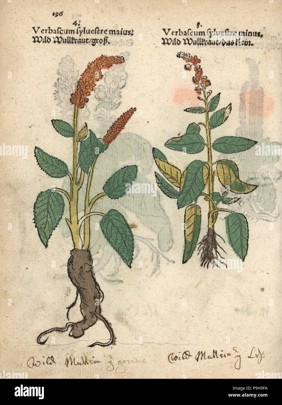 Dark mullein, Verbascum nigrum, varieties. Handcoloured woodblock engraving of a botanical illustration from Adam Lonicer's Krauterbuch, or Herbal, Frankfurt, 1557. This from a 17th century pirate edition or atlas of illustrations only, with captions in Latin, Greek, French, Italian, German, and in English manuscript. Stock Photo