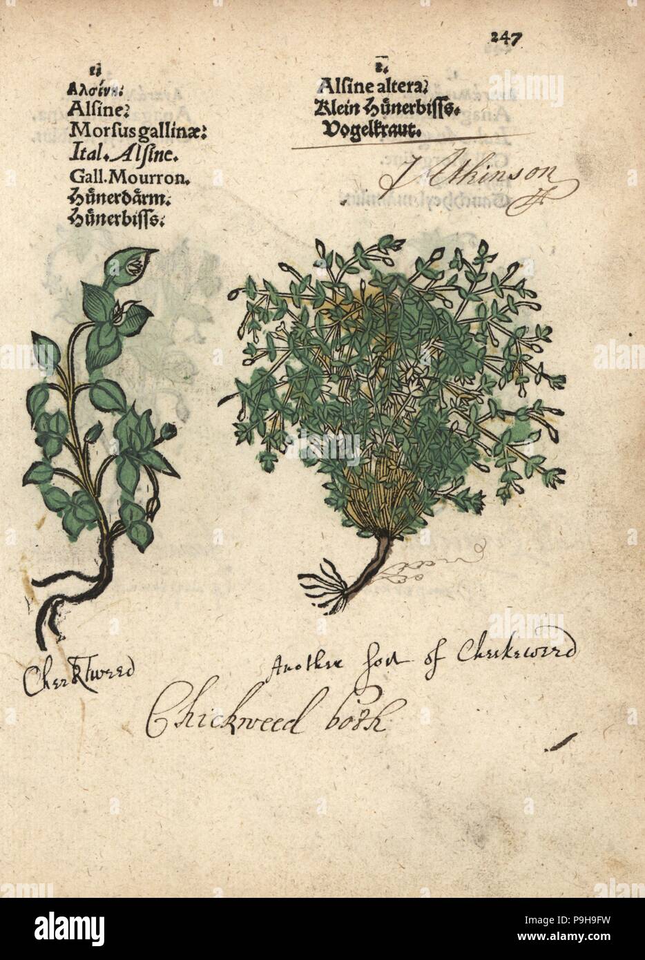 Chickweed varieties, Stellaria media. Handcoloured woodblock engraving of a botanical illustration from Adam Lonicer's Krauterbuch, or Herbal, Frankfurt, 1557. This from a 17th century pirate edition or atlas of illustrations only, with captions in Latin, Greek, French, Italian, German, and in English manuscript. Stock Photo