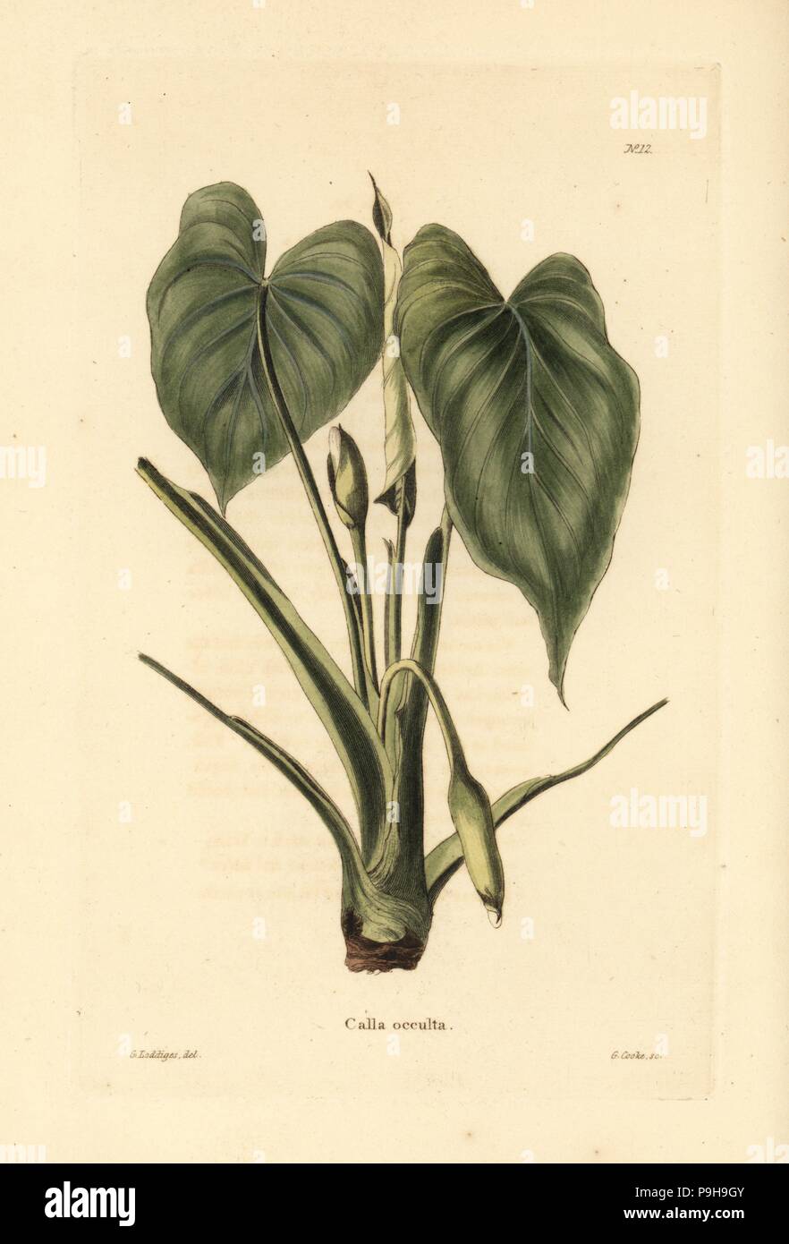 Homalomena occulta (Calla occulta). Handcoloured copperplate engraving by George Cooke after George Loddiges from Conrad Loddiges' Botanical Cabinet, Hackney, 1817. Stock Photo