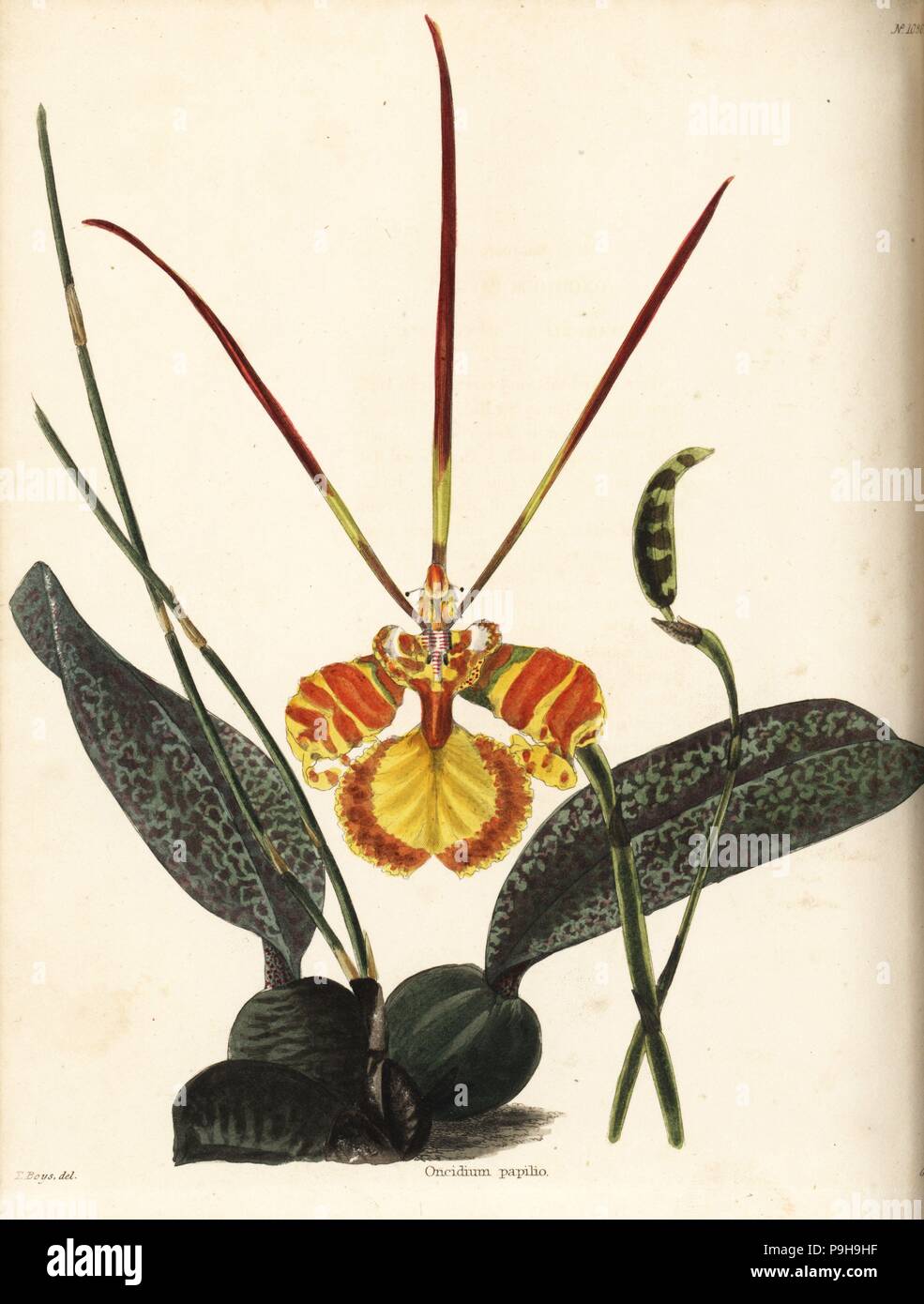 Butterfly orchid, Psychopsis papilio (Oncidium papilio). Handcoloured copperplate engraving by George Cooke after Thomas Shotter Boys from Conrad Loddiges' Botanical Cabinet, Hackney, 1825. Stock Photo